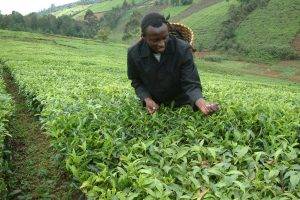 TEA PLANTATIONS IN MURANGA_ KENYA_2901762418_l