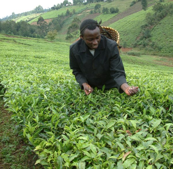 TEA PLANTATIONS IN MURANGA_ KENYA_2901762418_l