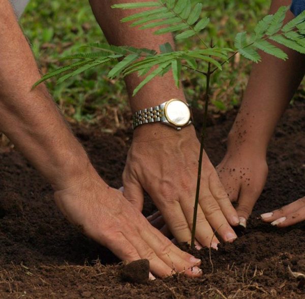 tree-planting-2